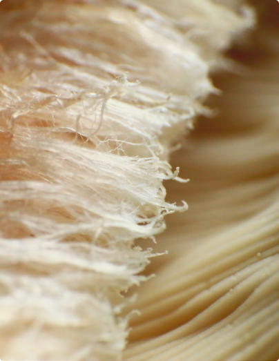 Proteinrikt mycel dyrket på norsk tare. (Foto: Moreshrooms)