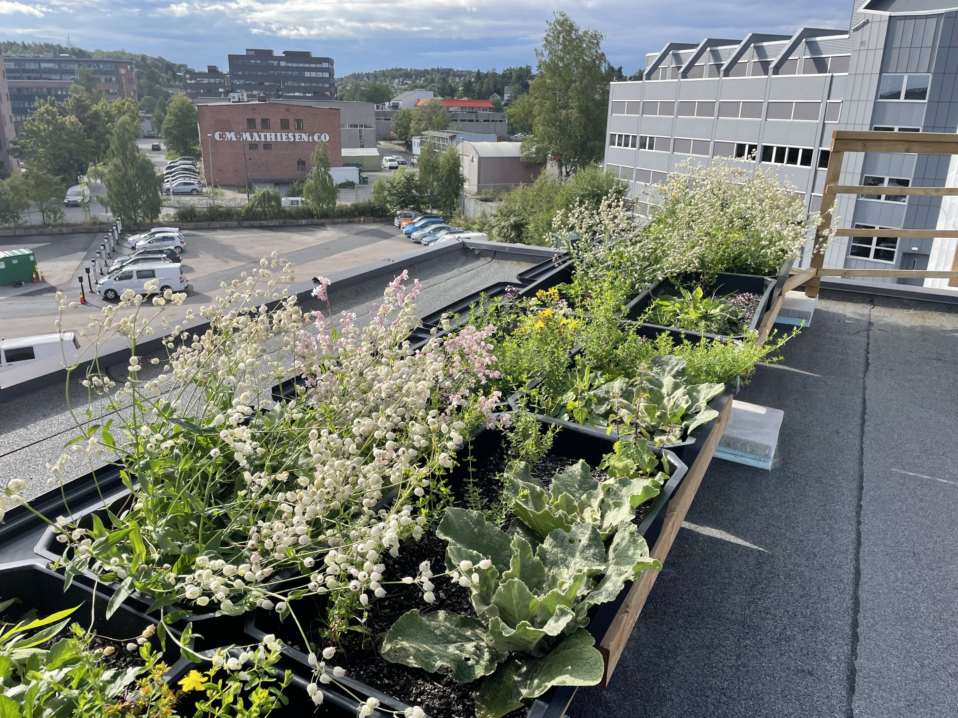 GRØNN BRO: Engsmelle og andre planter bidrar til gode forhold for insektene. Her fra et næringsbygg på Brynshøgda eid av Oslo kommune. Foto: Peder Grimstad  